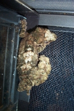 Uroplatus pietschmanni