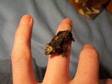 Hatchling Spiny Leaf Tail