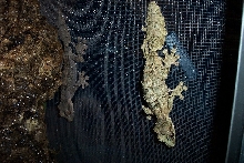 Pair of Uroplatus pietschmanni