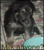 GOT MILK??
