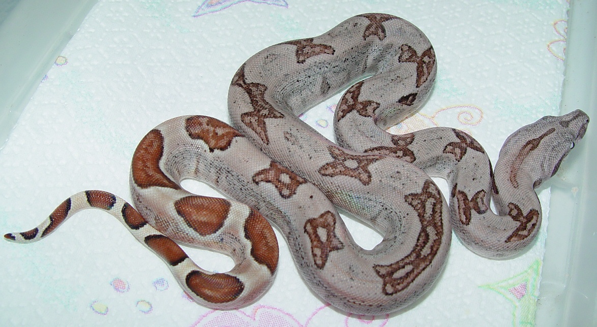 pretty little 07 boy