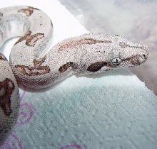 LOOK at those eyes