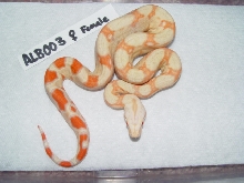 SL.ALBF0305