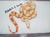 SL.ALBF0305