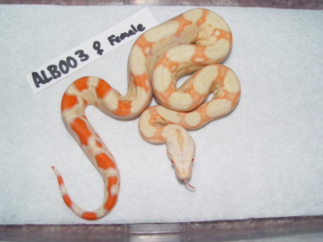 SL.ALBF0305
