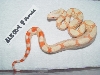 SL.ALBF0405