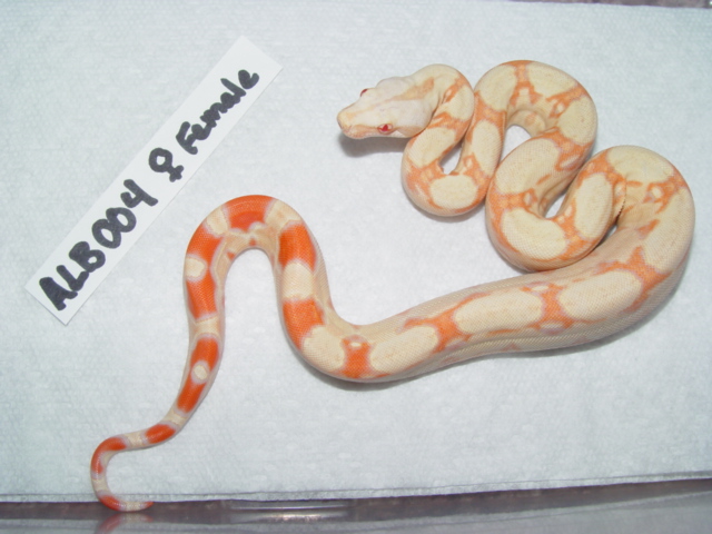 SL.ALBF0405
