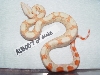 SL.ALBM0705