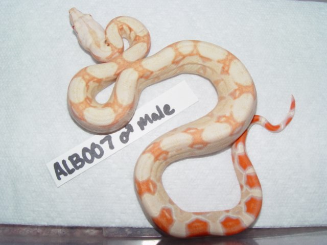 SL.ALBM0705