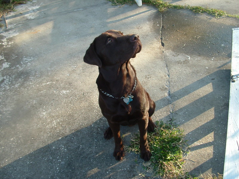 Rebel Chocolate Lab