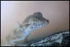 C.B. Male Spider Gecko