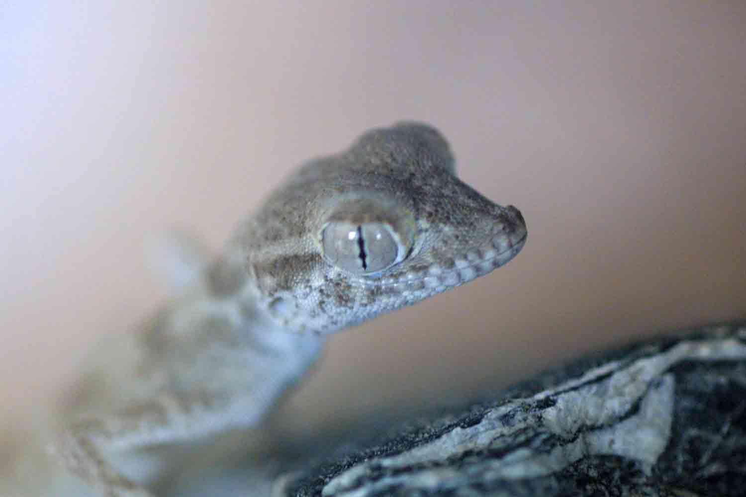 C.B. Male Spider Gecko
