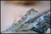 Spider gecko