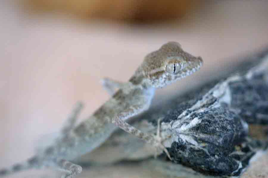 Spider gecko