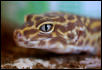 Albino female breeder