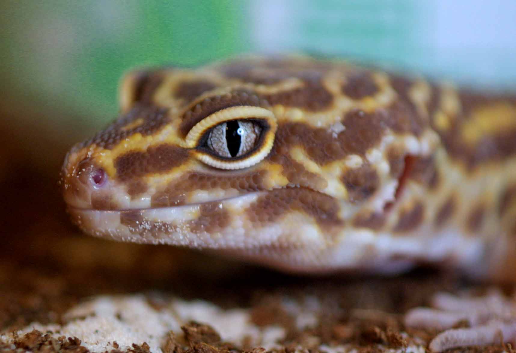 Albino female breeder