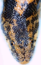 kenyan close up