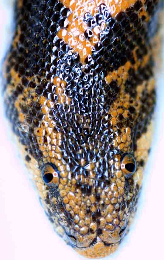 kenyan close up