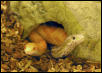 corn snakes