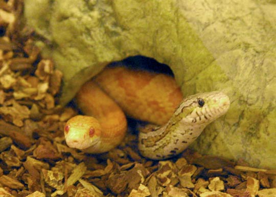 corn snakes