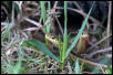 garter snakes