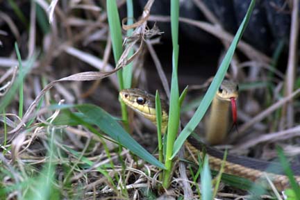 garter snakes