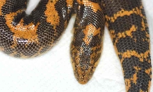 My new female kenyan