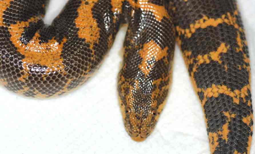 My new female kenyan