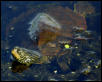 turtle, turtle
