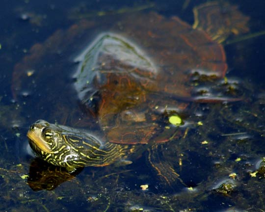 turtle, turtle