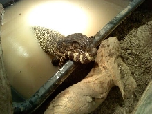 rattlesnake roadkill