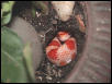 Corn in Plant