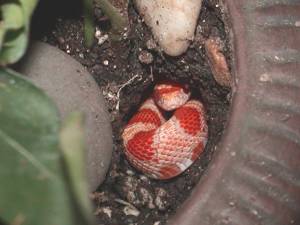 Corn in Plant