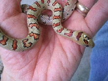 Cal...my female thayeri