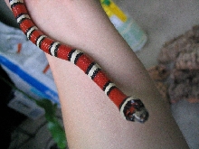 Sarge...my male thayeri