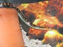 male Oregon redsided 