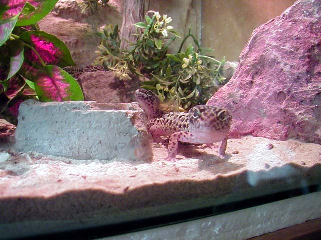 Luipaardgekko