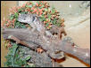 Sceloporus poinsetti