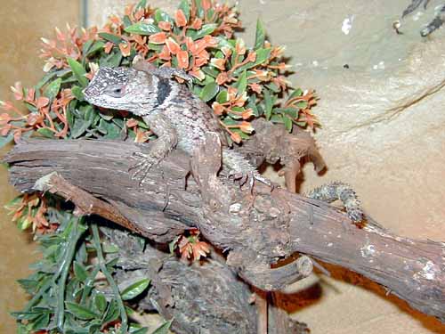 Sceloporus poinsetti