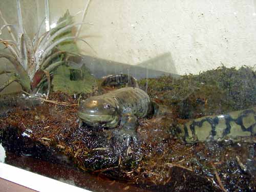 Tijgersalamander