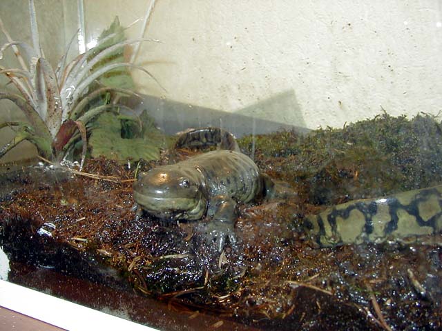 Luipaardgekko