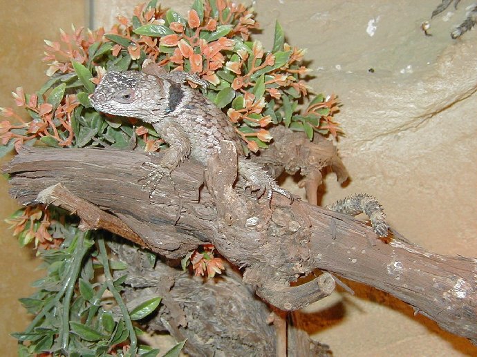 Sceloporus poinsetti