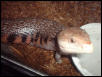 Northern Blue Tongue Skink