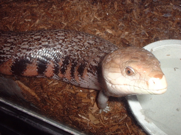 Northern Blue Tongue Skink