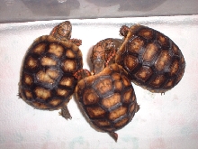 Juvenile redfoots