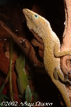 Anole
