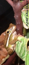 Green Tree Frog