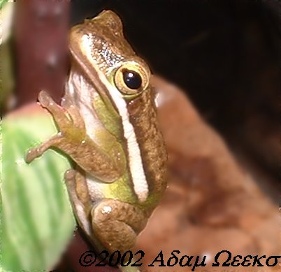 Green Tree Frog