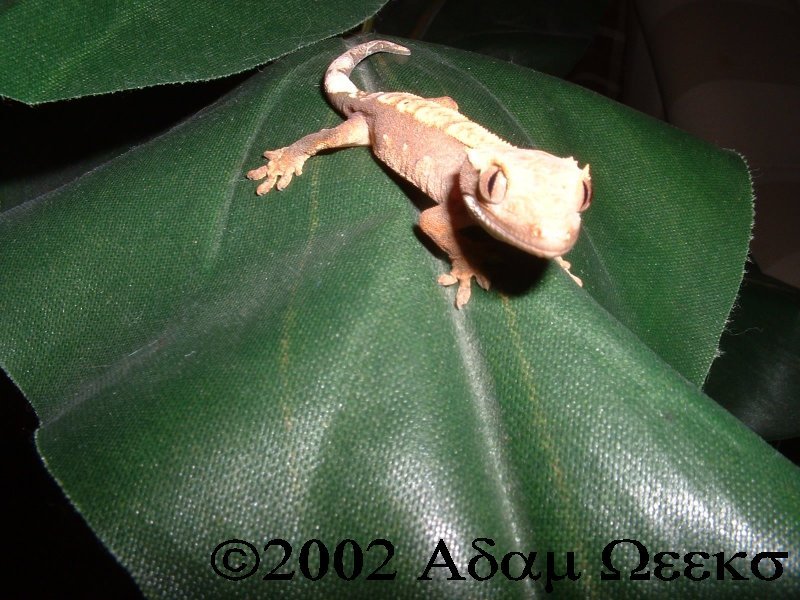 Baby Crested Gecko