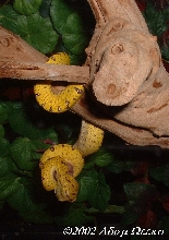Green Tree Python Eating
